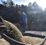 Load image into Gallery viewer, Guatemala El Socorro Geisha Washed COE 2024 #5 Winner Lot
